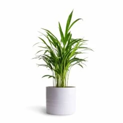 Chrysalidocarpus Lutescens - Areca Palm -Plants Sale Store Chrysalidocarpus lutescens Areca Palm 14x50cmHadleigh Plant Pot White 20x17.5cm 3c17c756 3b6f 4205 9869 19b29131ccd7