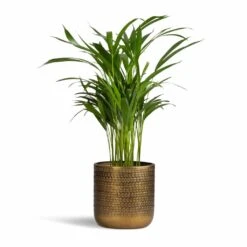 Chrysalidocarpus Lutescens - Areca Palm -Plants Sale Store Chrysalidocarpus lutescens Areca Palm 17x55cm Solis Embossed Plant Pot Gold 18x18cm f09ed980 3bee 4dde 9482 68347af23443