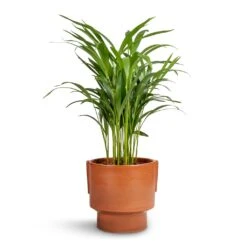 Chrysalidocarpus Lutescens - Areca Palm -Plants Sale Store Chrysalidocarpus lutescens Areca Palm 17x70cm Aries Handles Plant Pot Bright Rust 19x20cm 4c0c4e57 9b24 437f bf2c a0a190b2b38e