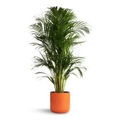 Chrysalidocarpus Lutescens - Areca Palm -Plants Sale Store Chrysalidocarpus lutescens Areca Palm 21x100cm Lisbon Plant Pot Coral 24x24cm 6fad2e4a 5594 47da 8d81 916478e98a1f