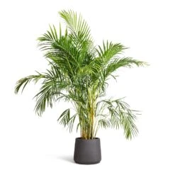 Patt Plant Pot - Black Washed -Plants Sale Store Chrysalidocarpus lutescens Areca Palm 21x100cm Patt Plant Pot Black Washed 34x29cm 473316f8 534d 4077 861b 42ebf12dda0e