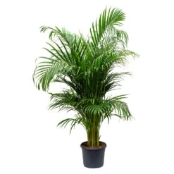 Chrysalidocarpus Lutescens - Areca Palm -Plants Sale Store Chrysalidocarpus lutescens Areca Palm
