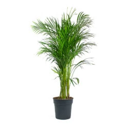 Chrysalidocarpus Lutescens - Areca Palm -Plants Sale Store Chrysalidocarpus lutescens Areca Palm 24cm