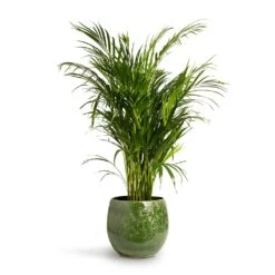 Chrysalidocarpus Lutescens - Areca Palm -Plants Sale Store Chrysalidocarpus lutescens Areca Palm 24x120cm Aimee Plant Pot Pear 33x28cm