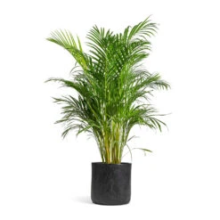Chrysalidocarpus Lutescens - Areca Palm -Plants Sale Store Chrysalidocarpus lutescens Areca Palm 24x120cm Raindrop Round Planter Anthracite 34x32cm