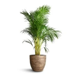 Chrysalidocarpus Lutescens - Areca Palm -Plants Sale Store Chrysalidocarpus lutescens Areca Palm 27x150cm Cas Plant Pot Sahara 36x32cm