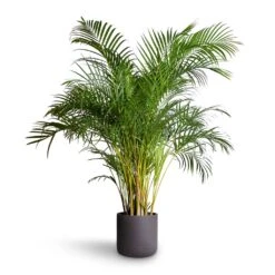 Chrysalidocarpus Lutescens - Areca Palm -Plants Sale Store Chrysalidocarpus lutescens Areca Palm 27x150cm Charlie Plant Pot Black Washed 32x31cm