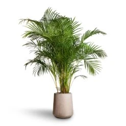 Chrysalidocarpus Lutescens - Areca Palm -Plants Sale Store Chrysalidocarpus lutescens Areca Palm 27x150cm Raindrop Tube High Round Planter Stone 37x42cm