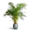 Chrysalidocarpus Lutescens - Areca Palm 1 Chrysalidocarpus Lutescens - Areca Palm -Plants Sale Store Chrysalidocarpus lutescens Areca Palm 27x150cm Ryan Plant Pot Blue Gold 36x32cm