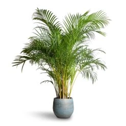 Ryan Plant Pot - Blue Gold -Plants Sale Store Chrysalidocarpus lutescens Areca Palm 27x150cm Ryan Plant Pot Blue Gold 36x32cm 07618cfa abd0 4915 ad0e 2f379da84877