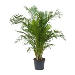 Chrysalidocarpus Lutescens - Areca Palm -Plants Sale Store Chrysalidocarpus lutescens Areca Palm 31x170cm