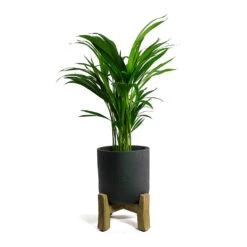Charlie Plant Pot - Low Stand - Black Washed -Plants Sale Store Chrysalidocarpus lutescens Areca Palm Charlie Plant Pot Low Stand Black Washed
