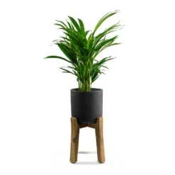 Charlie Plant Pot - Tall Stand - Black Washed -Plants Sale Store Chrysalidocarpus lutescens Areca Palm Charlie Plant Pot Tall Stand Black Washed