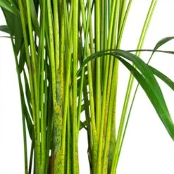 Chrysalidocarpus Lutescens - Areca Palm -Plants Sale Store Chrysalidocarpus lutescens Areca Palm Close Up Stems