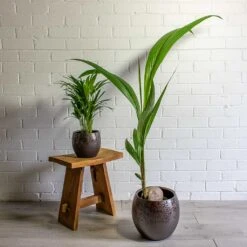 Kae Plant Pot - Mocha -Plants Sale Store Chrysalidocarpus lutescens Areca Palm Cocos nucifera Coconut Palm Tree kae mocha 19cm 29cm plant pot