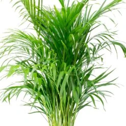 Chrysalidocarpus - Areca Palm - HydroCare -Plants Sale Store Chrysalidocarpus lutescens Areca Palm Leaves e8fcecef 1c2a 4d92 962c c93ae4f90fa8