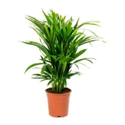 Chrysalidocarpus Lutescens - Areca Palm -Plants Sale Store Chrysalidocarpus lutescens Areca Palm Medium