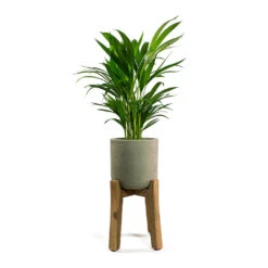 Charlie Plant Pot - Tall Stand - Grey Washed -Plants Sale Store Chrysalidocarpus lutescens Areca Palm Patt Plant Pot Low Stand Black Washed