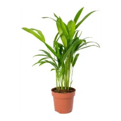 Chrysalidocarpus Lutescens - Areca Palm -Plants Sale Store Chrysalidocarpus lutescens Areca Palm Small