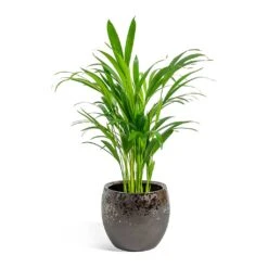 Kae Plant Pot - Mocha -Plants Sale Store Chrysalidocarpus lutescens Areca Palm kae mocha 19cm plant pot 8bd74c90 1a8a 43d7 bc0a 9cd48dc7a83d