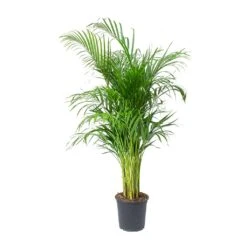 Chrysalidocarpus Lutescens - Areca Palm -Plants Sale Store Chrysalidocarpus lutescens Areca Palm 246f362e 38ef 47a4 9213 97ba6c0fe2f5