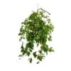 Cissus Rhombifolia Ellen Dancia - Grape Ivy -Plants Sale Store Cissus ellen danica Grape Ivy