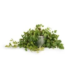 Cissus Rhombifolia Ellen Dancia - Grape Ivy -Plants Sale Store Cissus rhombifolia Ellen Dancia Grape Ivy 17x40cm Kaat Plant Pot Green 20x20cm