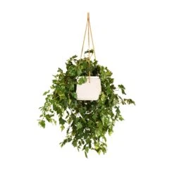 Patt Hanging Plant Pot - Grey Washed -Plants Sale Store Cissus rhombifolia Ellen Dancia Grape Ivy 17x40cm Patt Hanging Plant Pot Grey Washed 20x17cm 6f30a8cf 7145 4f62 8638 c015203b702d