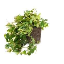 Cissus Rhombifolia Ellen Dancia - Grape Ivy -Plants Sale Store Cissus rhombifolia Ellen Dancia Grape Ivy 17x40cm Selin Plant Basket Black Weave 22x19cm