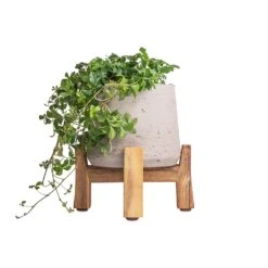 Cissus Striata Parthenocissus - Verona Vein -Plants Sale Store Cissus striata parthenocissus Verona Vein 12x20cm Patt Plant Pot Low Stand Grey Washed 20x21cm 3