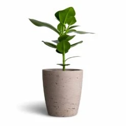 Gerben Plant Pot - Grey Washed -Plants Sale Store Clusia rosea Princess Autograph Tree 12x30cm Gerben Plant Pot Grey Washed 15x16cm