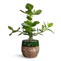 Lindy Plant Pot - Black Green -Plants Sale Store Clusia rosea Princess Autograph Tree 17x55cm Lindy Plant Pot Black Green 23x20cm a8ac1a7b 3736 473e bdab 0f23f4298ae1