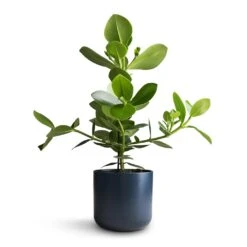 Clusia Rosea Princess - Autograph Tree -Plants Sale Store Clusia rosea Princess Autograph Tree 17x55cm Lisbon Plant Pot Navy 19x19cm