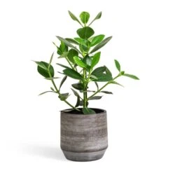 Clusia Rosea Princess - Autograph Tree -Plants Sale Store Clusia rosea Princess Autograph Tree 17x55cm Norell Plant Pot Latte Brown 21x20cm d8aebd92 aaa3 4d11 97fd b5648ef2bd4a