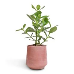 Remi Plant Pot - Pink -Plants Sale Store Clusia rosea Princess Autograph Tree 17x55cm Remi Plant Pot Pink 23x25cm