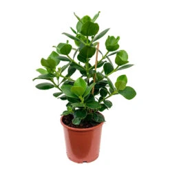 Clusia Rosea Princess - Autograph Tree -Plants Sale Store Clusia rosea Princess Autograph Tree