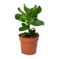 Clusia Rosea Princess - Autograph Tree -Plants Sale Store Clusia rosea Princess Autograph Tree 30cm