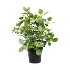 Clusia Rosea Princess - Autograph Tree -Plants Sale Store Clusia rosea Princess Autograph Tree 30x100cm