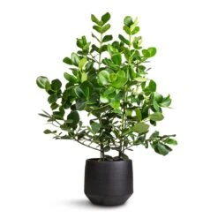Clusia Rosea Princess - Autograph Tree -Plants Sale Store Clusia rosea Princess Autograph Tree 30x100cm Norell Plant Pot Black 32x30cm