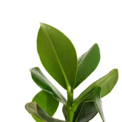 Clusia Rosea Princess - Autograph Tree -Plants Sale Store Clusia rosea Princess Autograph Tree DETAIL