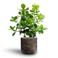 Luxe Lite Wrinkle Cylinder Planter - Bronze 27 Luxe Lite Wrinkle Cylinder Planter - Bronze -Plants Sale Store Clusia rosea Princess Autograph Tree Hydroculture Luxe Lite Wrinkle Cylinder Planter Bronze
