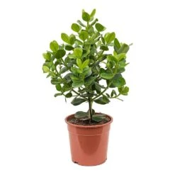 Clusia Rosea Princess - Autograph Tree -Plants Sale Store Clusia rosea Princess Autograph Tree Large