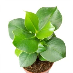 Clusia Rosea Princess - Autograph Tree -Plants Sale Store Clusia rosea Princess Autograph Tree Leaves