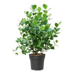 Clusia Rosea Princess - Autograph Tree -Plants Sale Store Clusia rosea Princess 34x110cm
