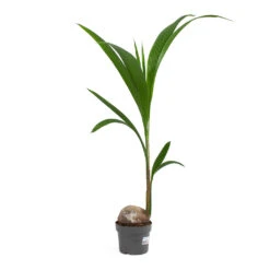Cocos Nucifera - Coconut Palm Tree -Plants Sale Store Cocos nucifera Coconut Palm Tree 19cm