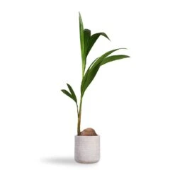 Cocos Nucifera - Coconut Palm Tree -Plants Sale Store Cocos nucifera Coconut Palm Tree 19x120cm Angle Cylinder Plant Pot White 24x24cm e992d134 67d9 4319 9a8a 68a39042db3b