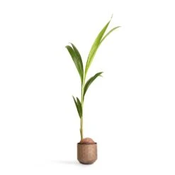 Cocos Nucifera - Coconut Palm Tree -Plants Sale Store Cocos nucifera Coconut Palm Tree 19x120cm Jort Metal Plant Pots Set4 Latte