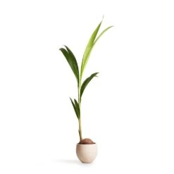 Cocos Nucifera - Coconut Palm Tree -Plants Sale Store Cocos nucifera Coconut Palm Tree 19x120cm Mini Orb Kevan Plant Pot Grey Washed 25x21cm