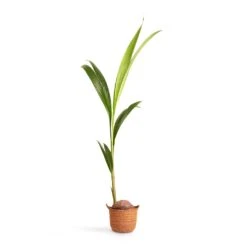 Cocos Nucifera - Coconut Palm Tree -Plants Sale Store Cocos nucifera Coconut Palm Tree 19x120cm Nelis Plant Basket Camel 23x20cm