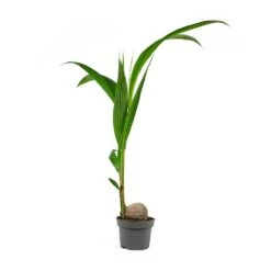 Cocos Nucifera - Coconut Palm Tree -Plants Sale Store Cocos nucifera Coconut Palm Tree